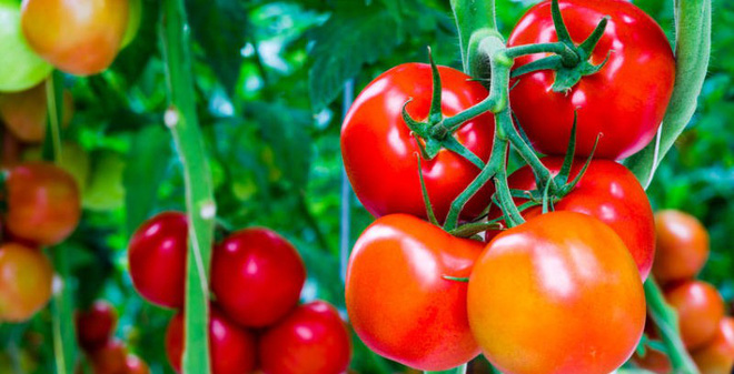 Phải ăn cà chua như thế nào cho tốt
